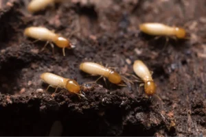 termite