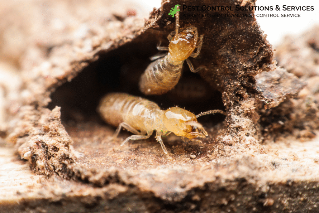 termites