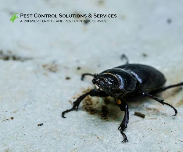 Black bug