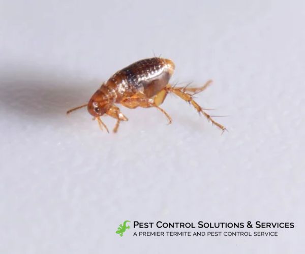 Close up of brown flea