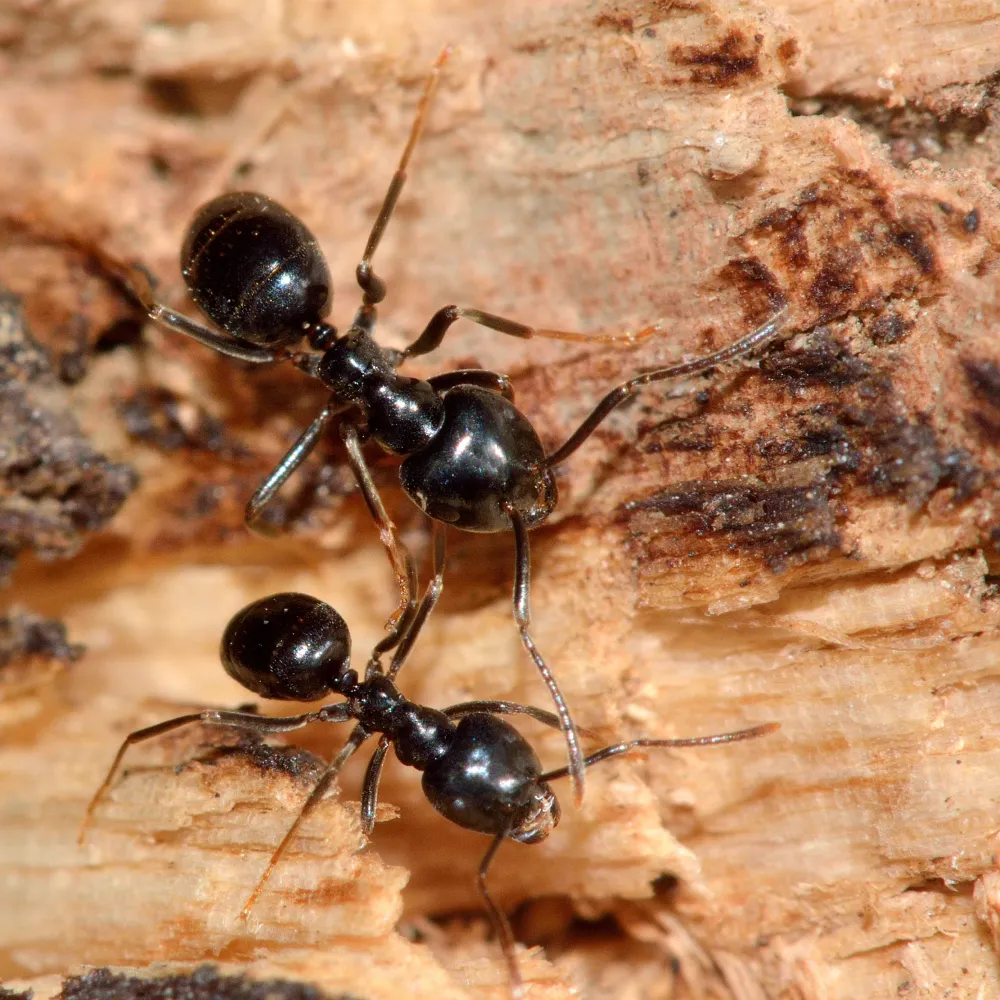 black ants