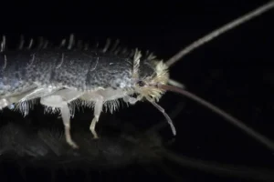 silverfish
