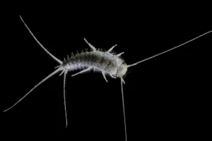 silverfish