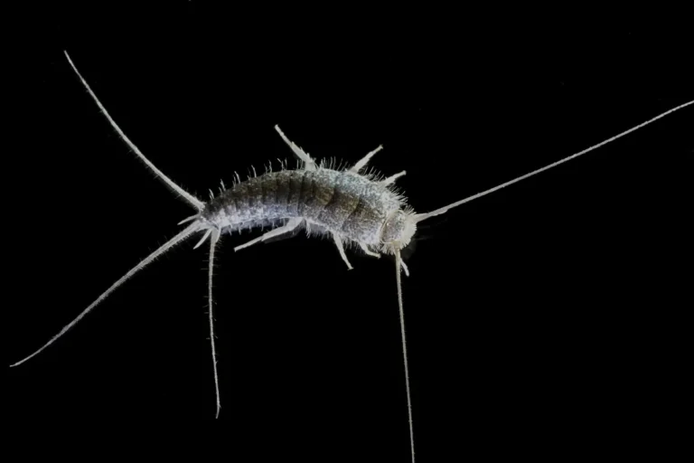 silverfish