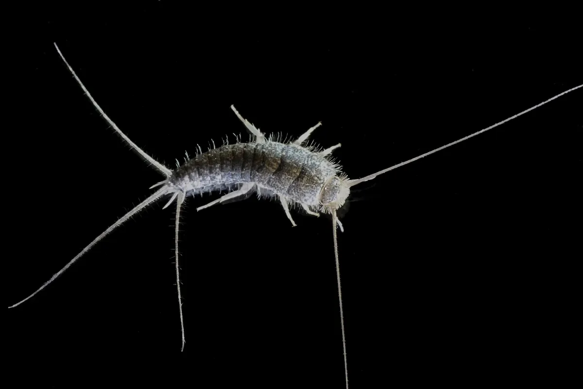 silverfish