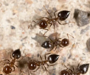 ants