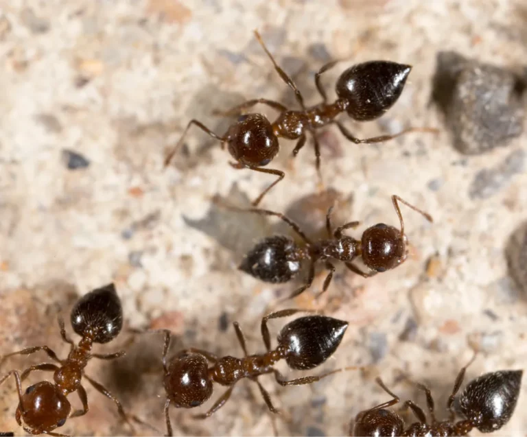 ants