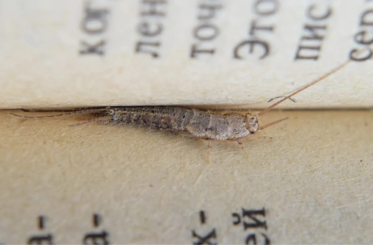 silverfish on the book