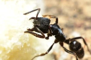 black ant