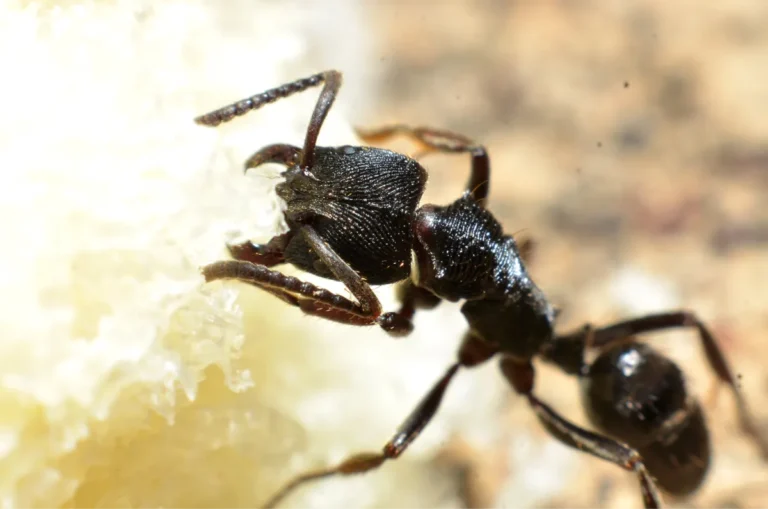 black ant