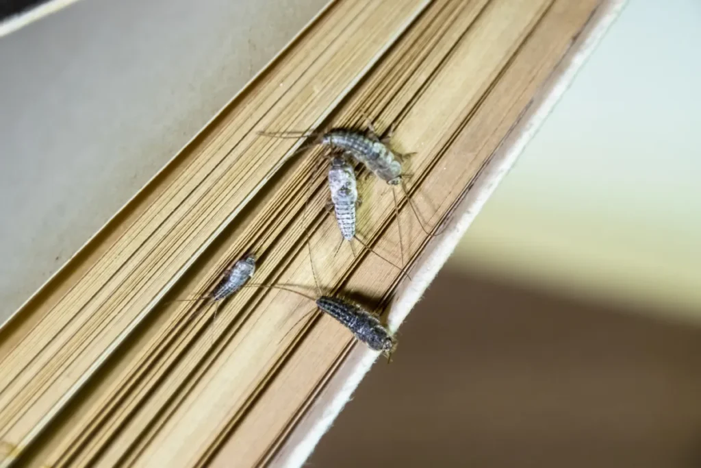 silverfish on the book