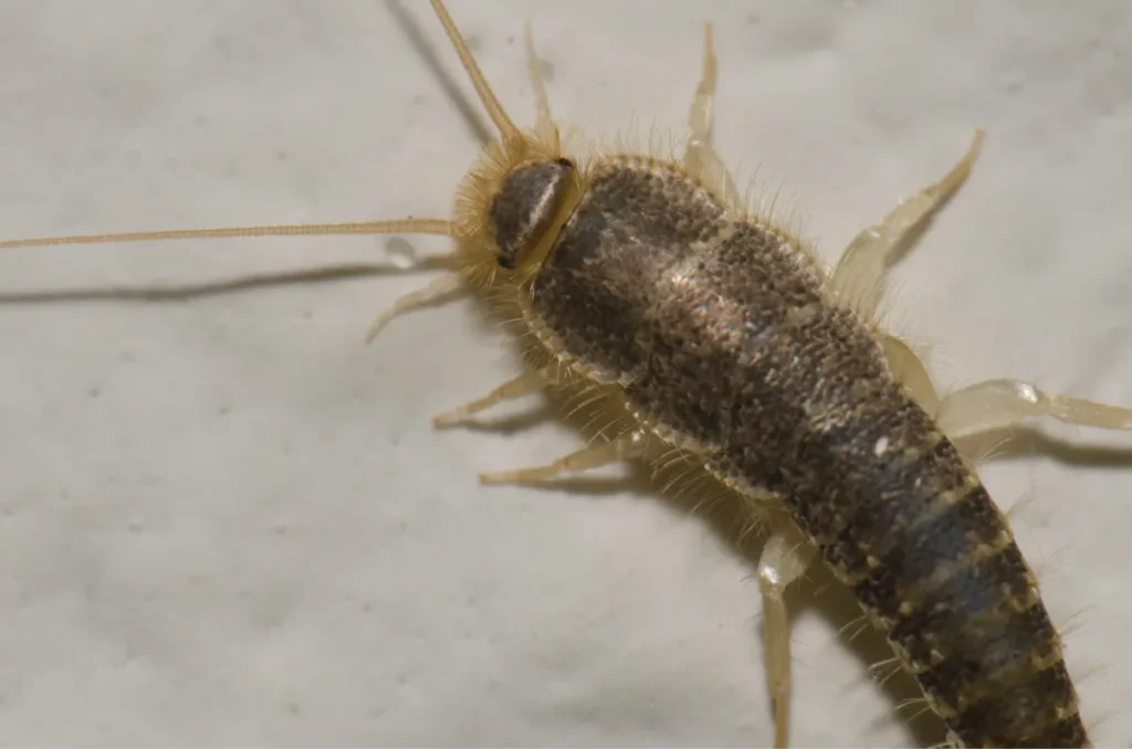 silverfish