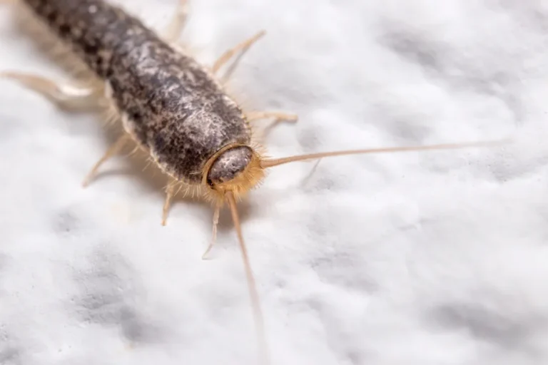 silverfish