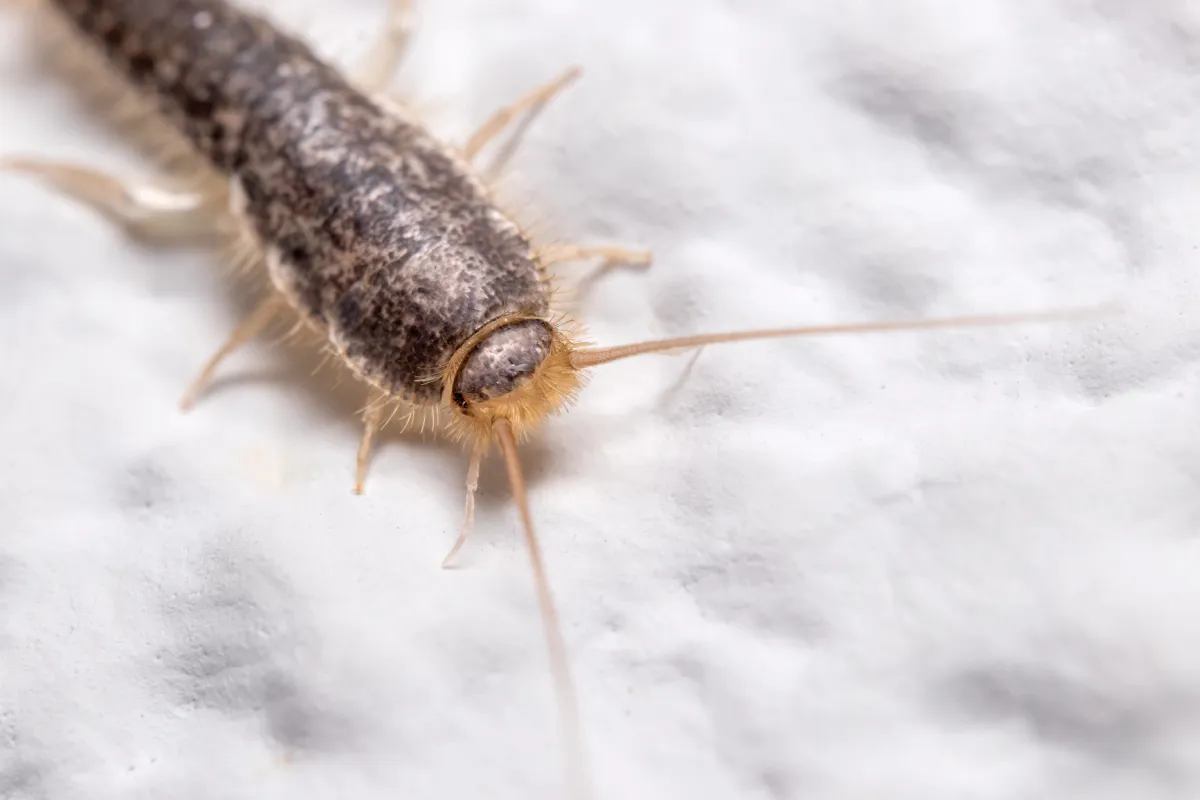 silverfish