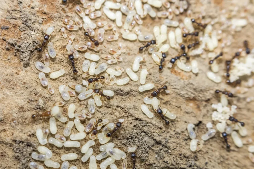 red ant eggs