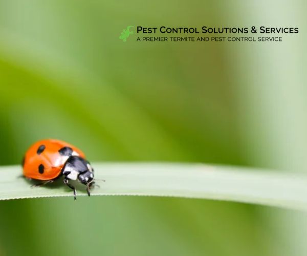 Ladybug on grass
