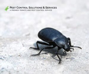 Small black bug