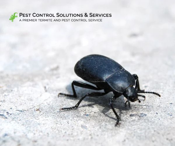 Small black bug