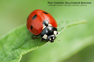 bed bugs