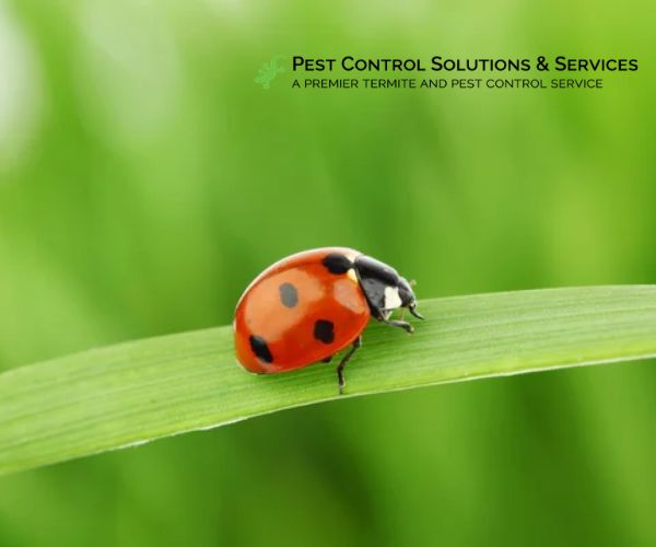 lady bug