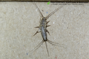 silverfish