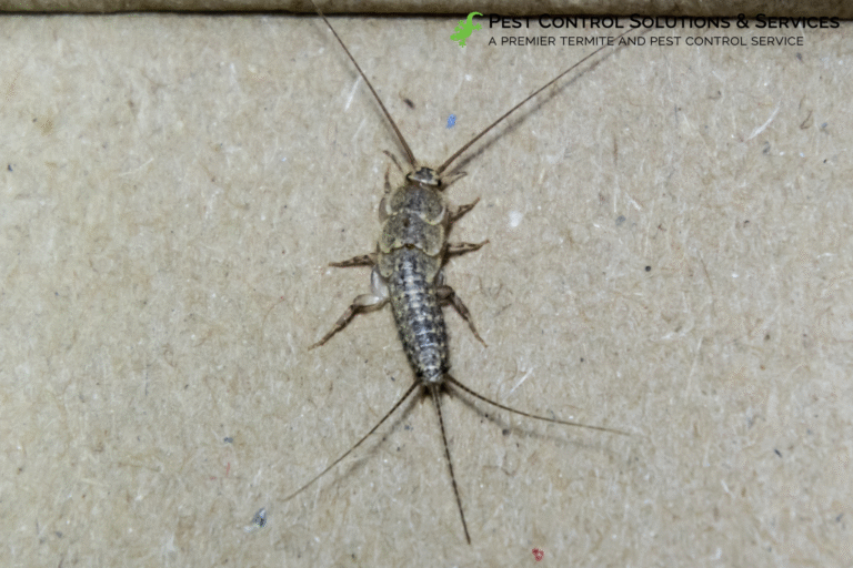 silverfish