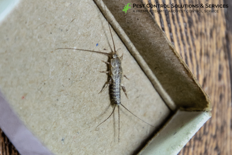 silverfish