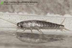 silverfish