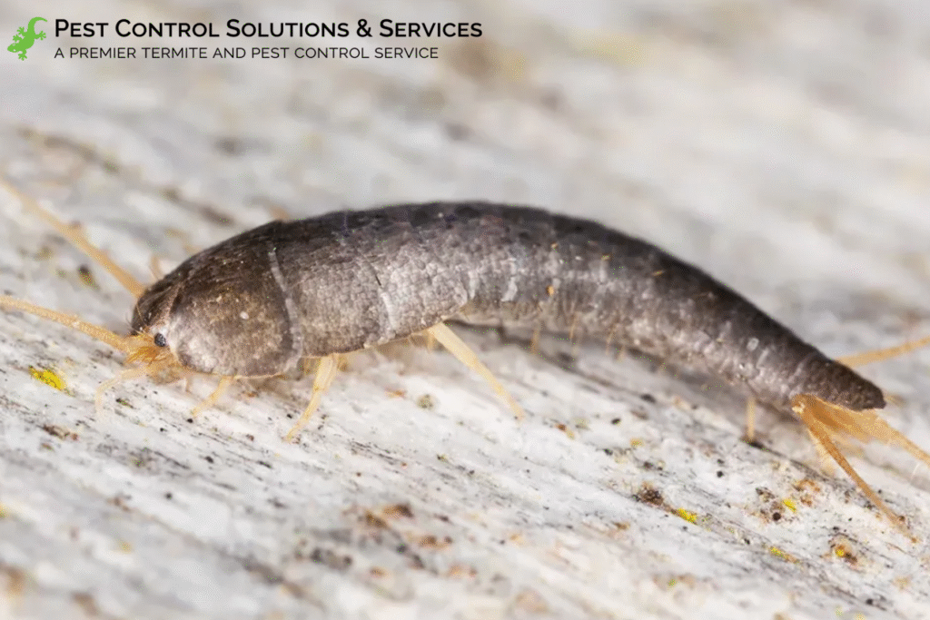 silverfish