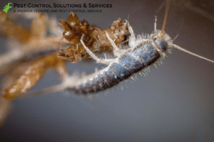 silverfish