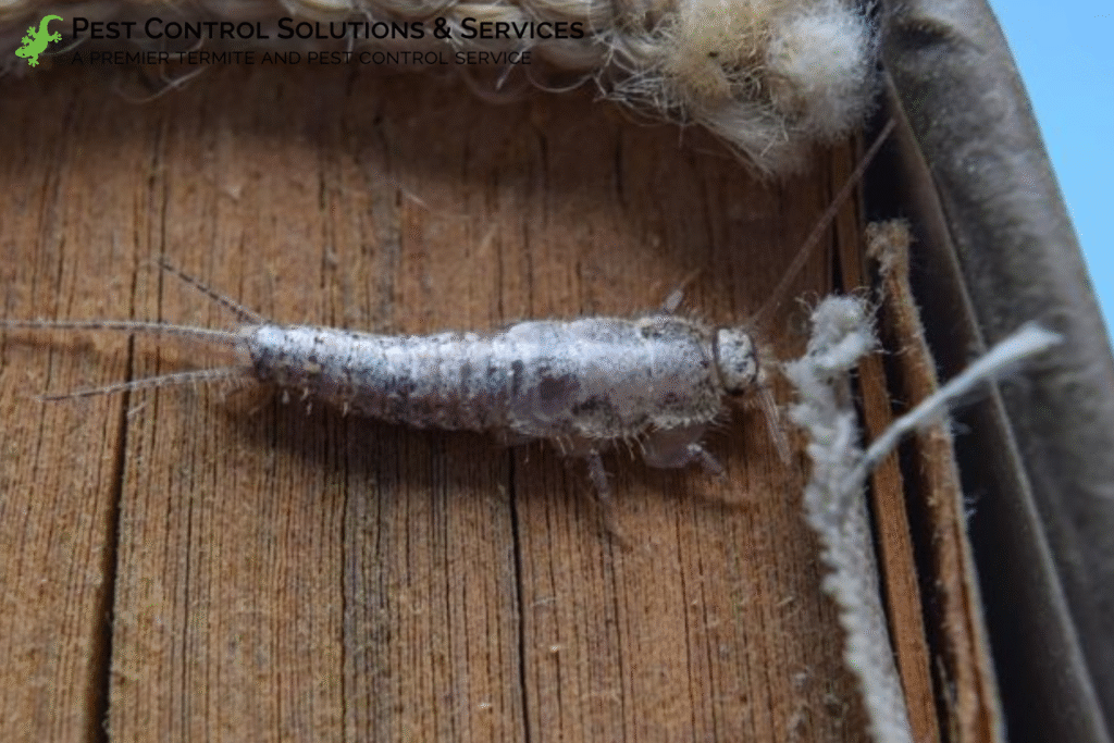 silverfish