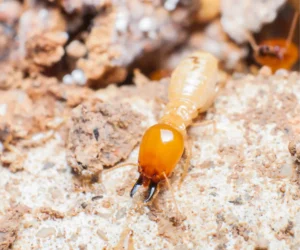 termite on white nest