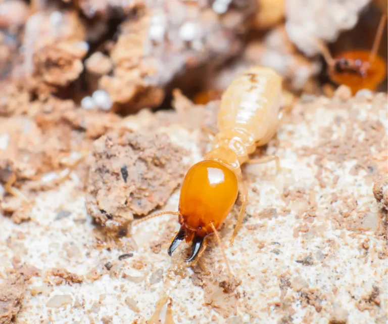 termite on white nest