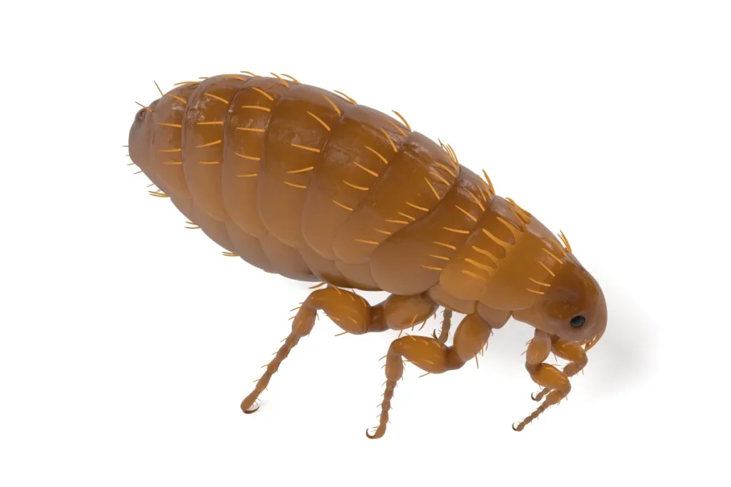 3D flea