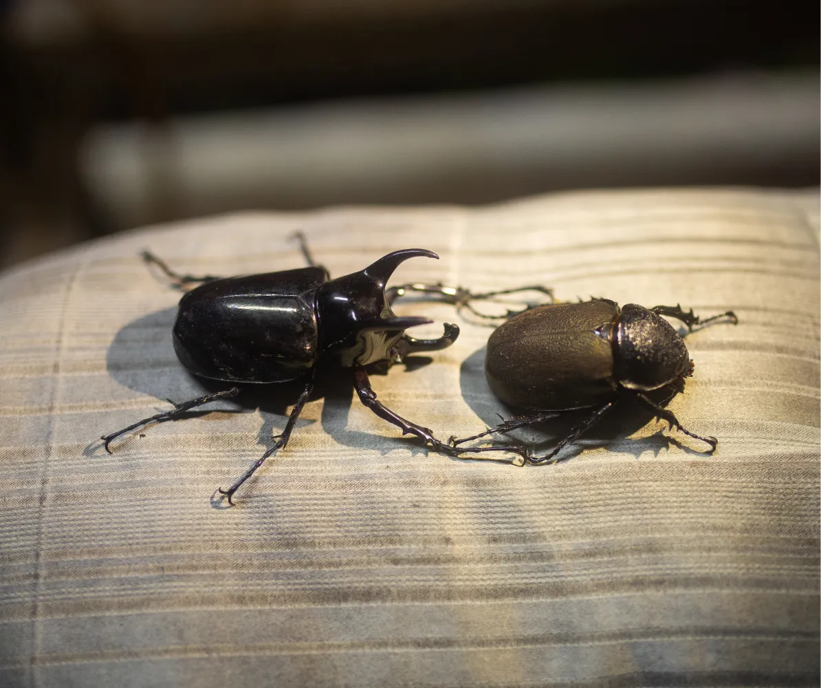 giant black bugs