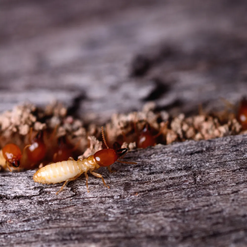 shot of termite coming out of the wood