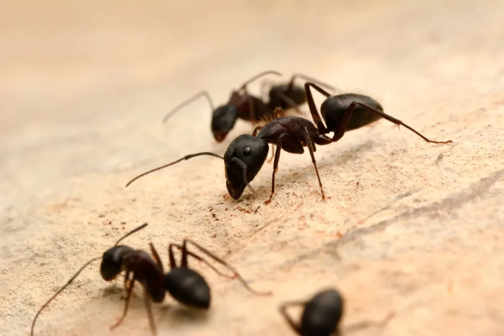 black ants