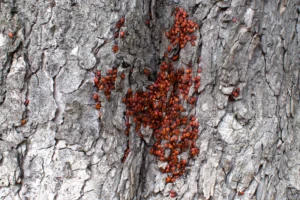 tiny red bugs