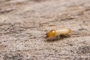 termite on the wood