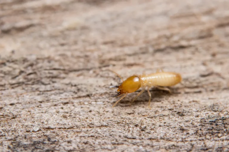 termite on the wood