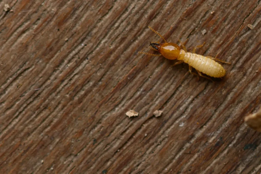 termite on the timber