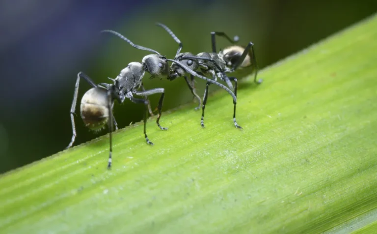 black ant in the plant