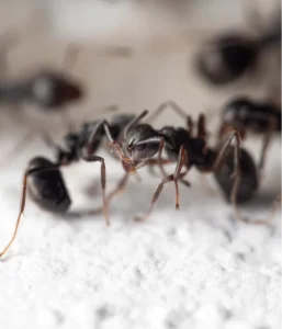 black ants