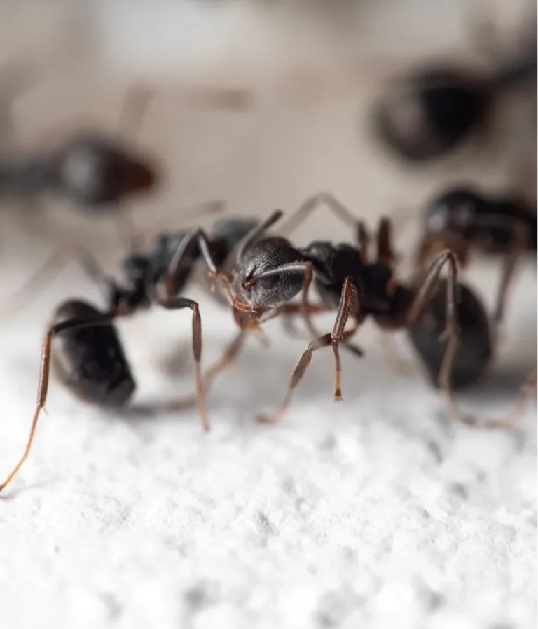 black ants