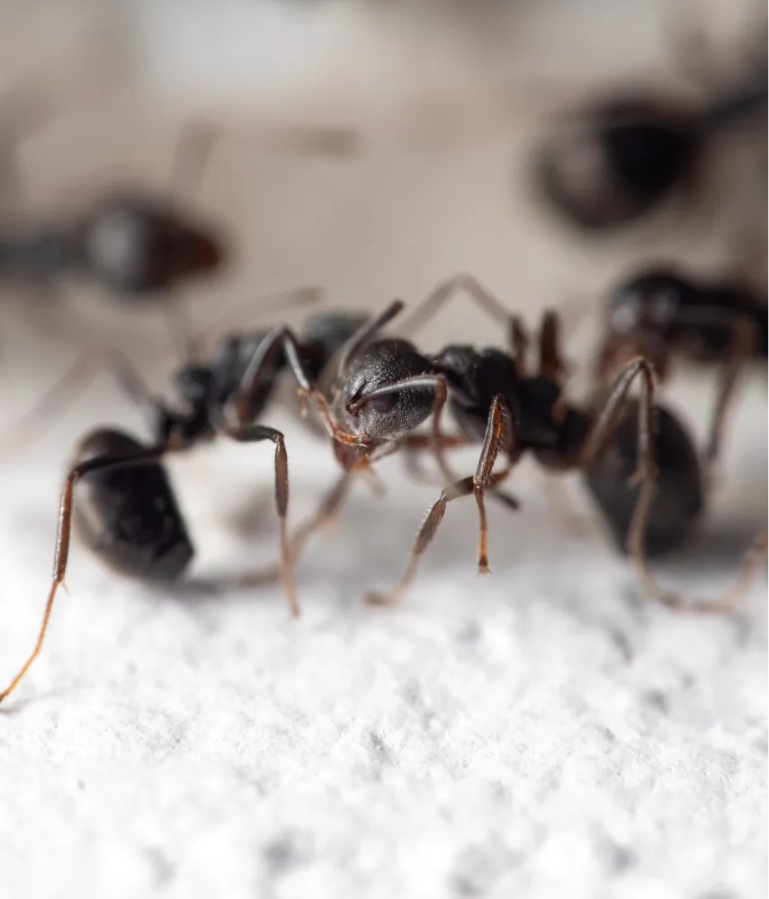 black ants
