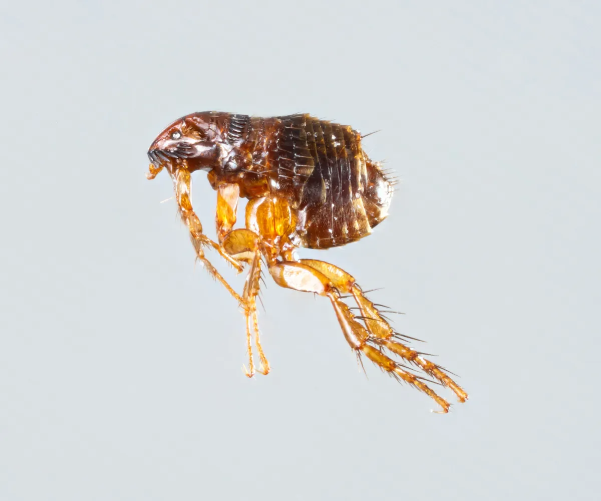photo of flea