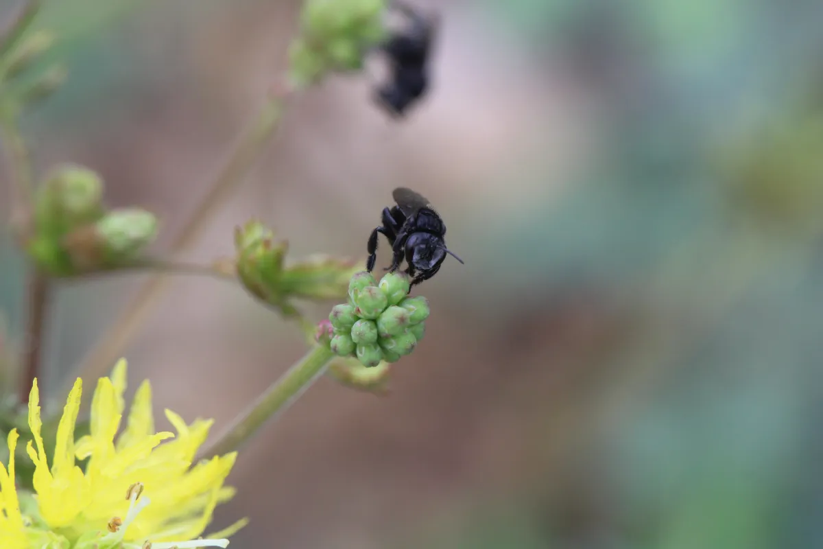 black bug on the the flower
