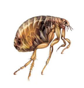 realistic 3d render of flea