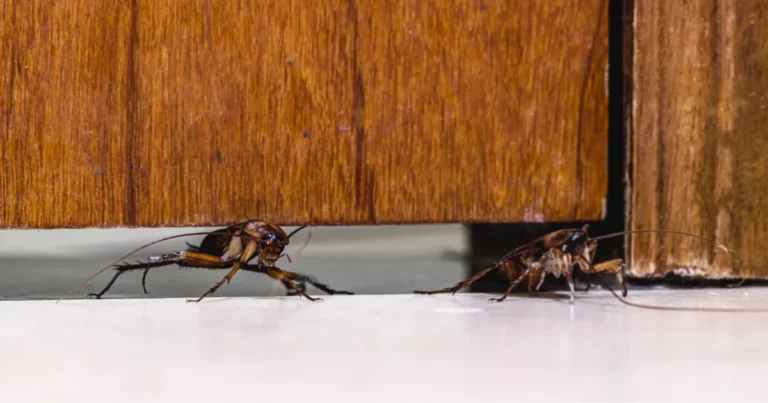 cockroach infestation