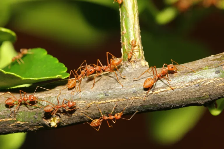 ants on the tree
